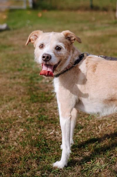 SB, male senior Mixed Breed for adoption at Animal Sans Toit, Faimes