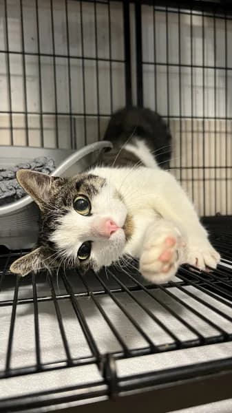 SB, male young European Shorthair for adoption at Animal Sans Toit, Faimes