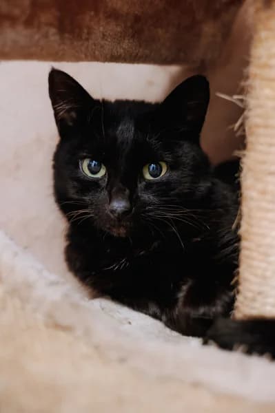 SB, female 6yo European Shorthair for adoption at Animal Sans Toit, Faimes