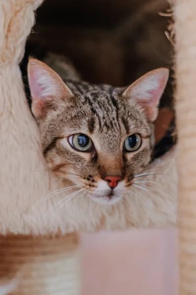 SB, male young European Shorthair for adoption at Animal Sans Toit, Faimes
