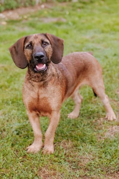 SB, male young Mixed Breed for adoption at Animal Sans Toit, Faimes