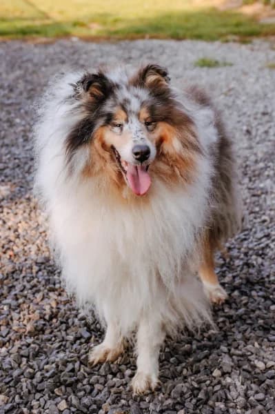 SB, female 6yo Mixed Breed for adoption at Animal Sans Toit, Faimes