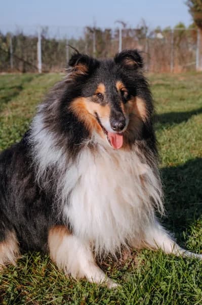 SB, male 4yo Mixed Breed for adoption at Animal Sans Toit, Faimes