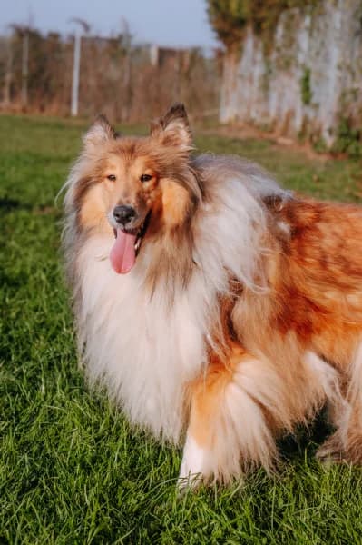 SB, female 4yo Mixed Breed for adoption at Animal Sans Toit, Faimes