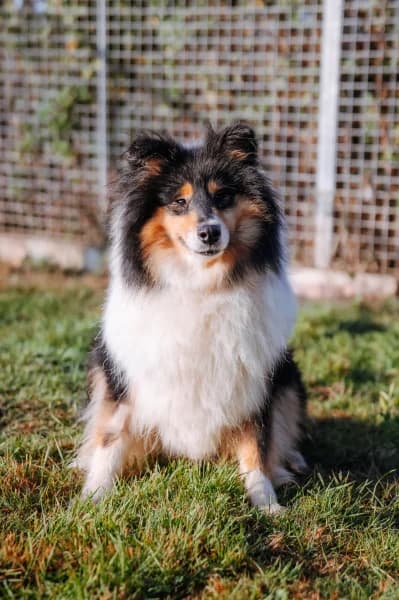 SB, female 3yo Mixed Breed for adoption at Animal Sans Toit, Faimes