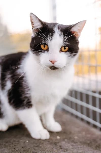 SB, male young European Shorthair for adoption at Animal Sans Toit, Faimes