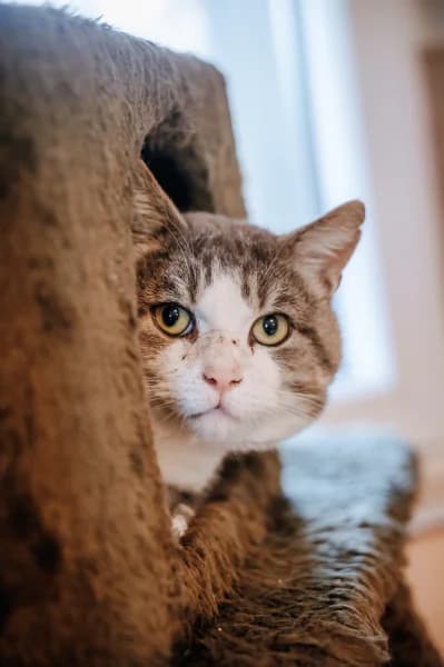 SB, male 4yo European Shorthair for adoption at Animal Sans Toit, Faimes