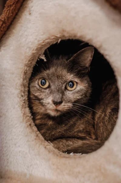SB, female 4yo European Shorthair for adoption at Animal Sans Toit, Faimes