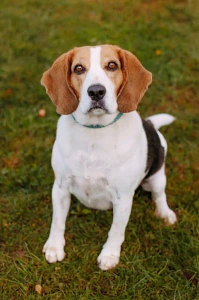 Aky, male 7yo Mixed Breed for adoption at Animal Sans Toit, Faimes
