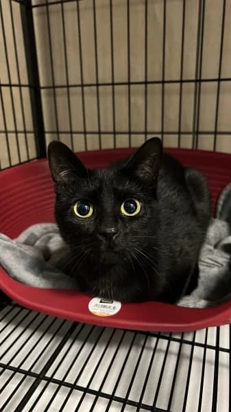 Salem, female puppy European Shorthair for adoption at Animal Sans Toit, Faimes