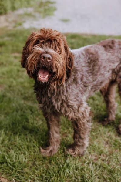 Orka, male senior Mixed Breed for adoption at Animal Sans Toit, Faimes