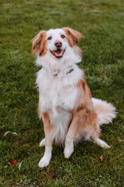 Albedo, male 3yo Border Collie for adoption at Animal Sans Toit, Faimes