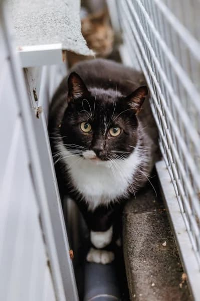 Gamin, male 6yo Mixed Breed for adoption at Animal Sans Toit, Faimes