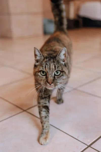 Ninine, female 4yo Mixed Breed for adoption at Animal Sans Toit, Faimes