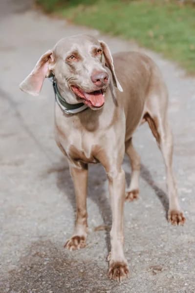 Blue, female 7yo Mixed Breed for adoption at Animal Sans Toit, Faimes