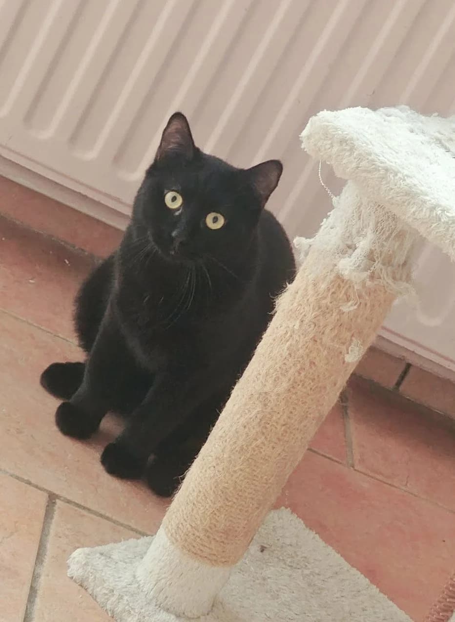 Doku, male Mixed Breed for adoption at Animals Rescue Association