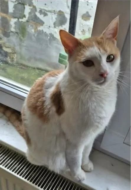 Gaston, male Mixed Breed for adoption at Animals Rescue Association