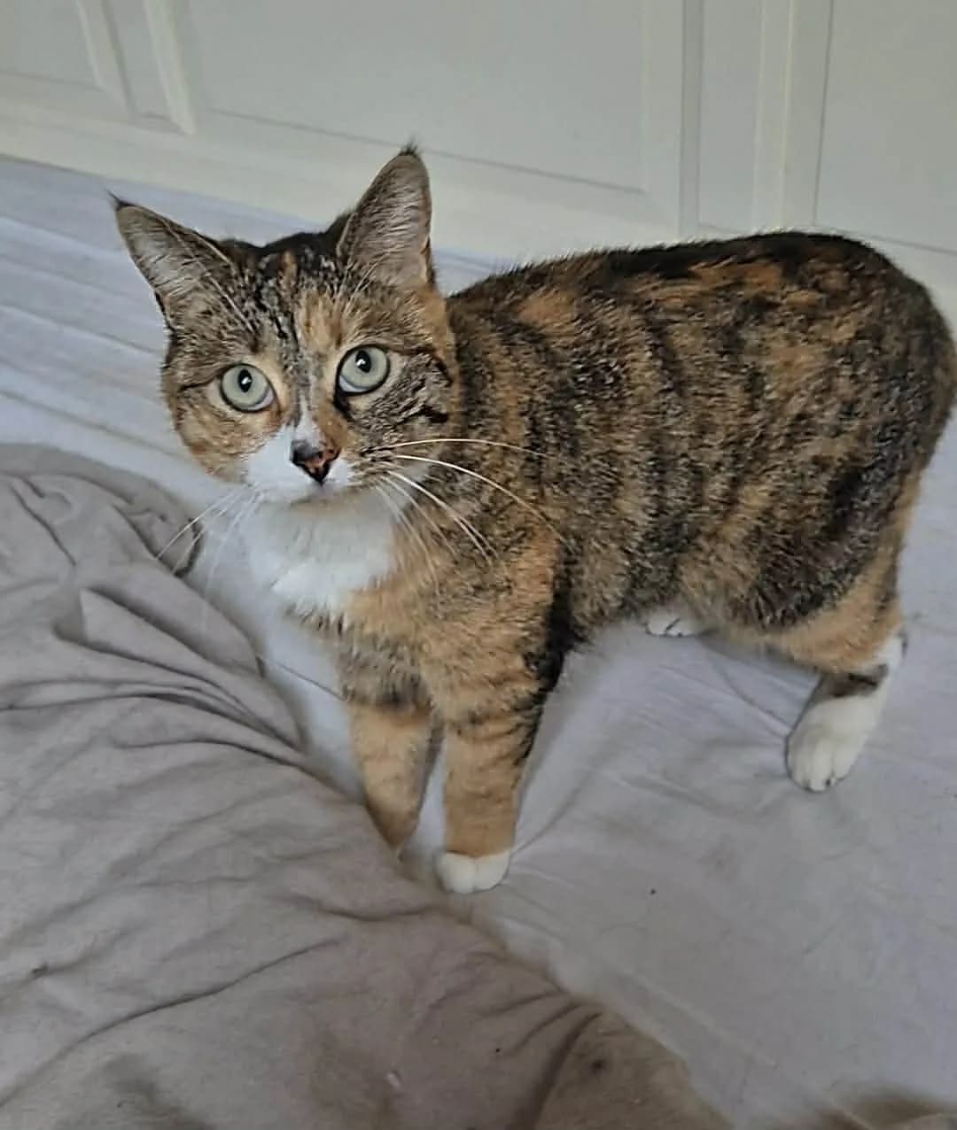 Tiny, female Mixed Breed for adoption at Animals Rescue Association