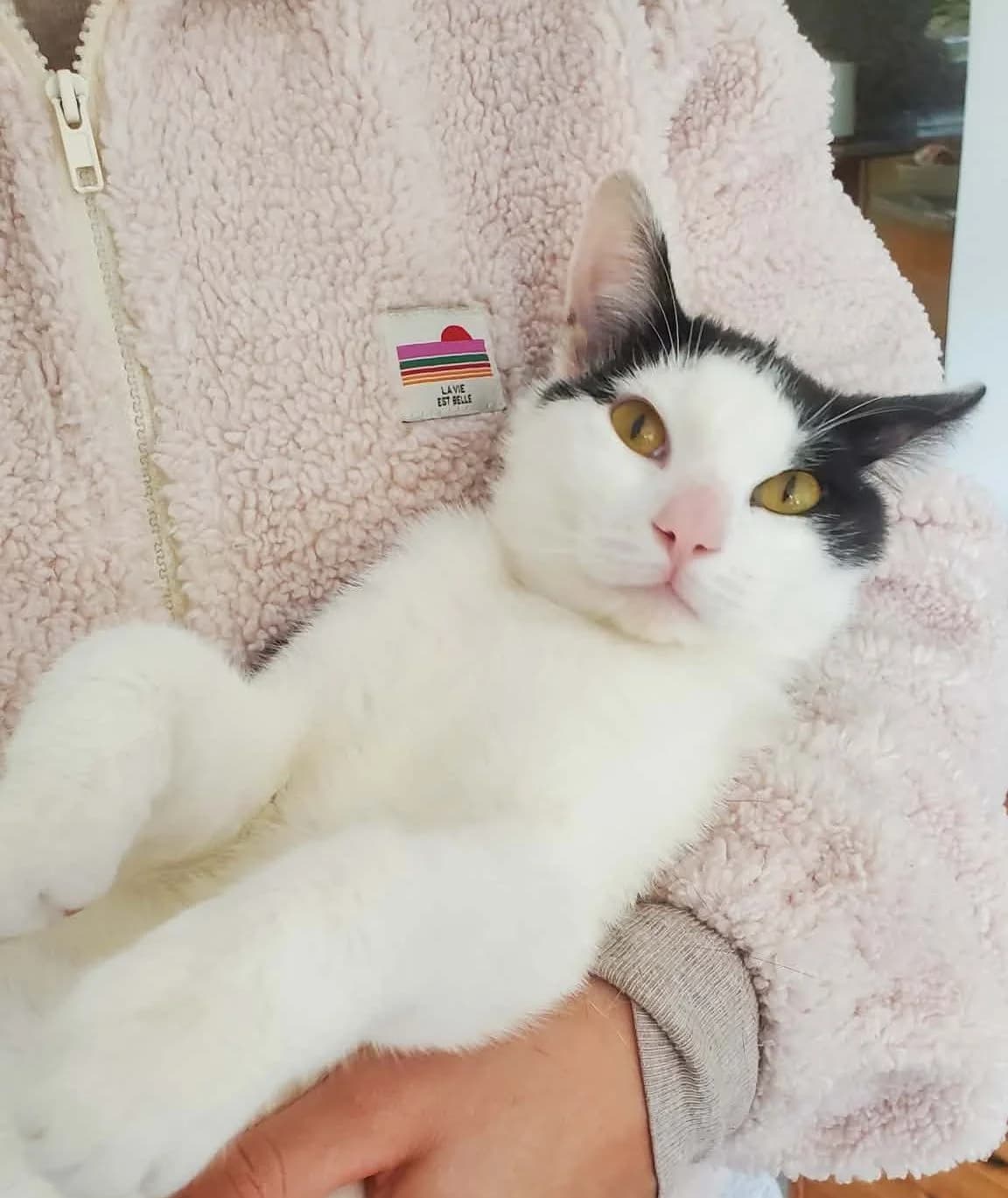 Tiloup, male Mixed Breed for adoption at Animals Rescue Association