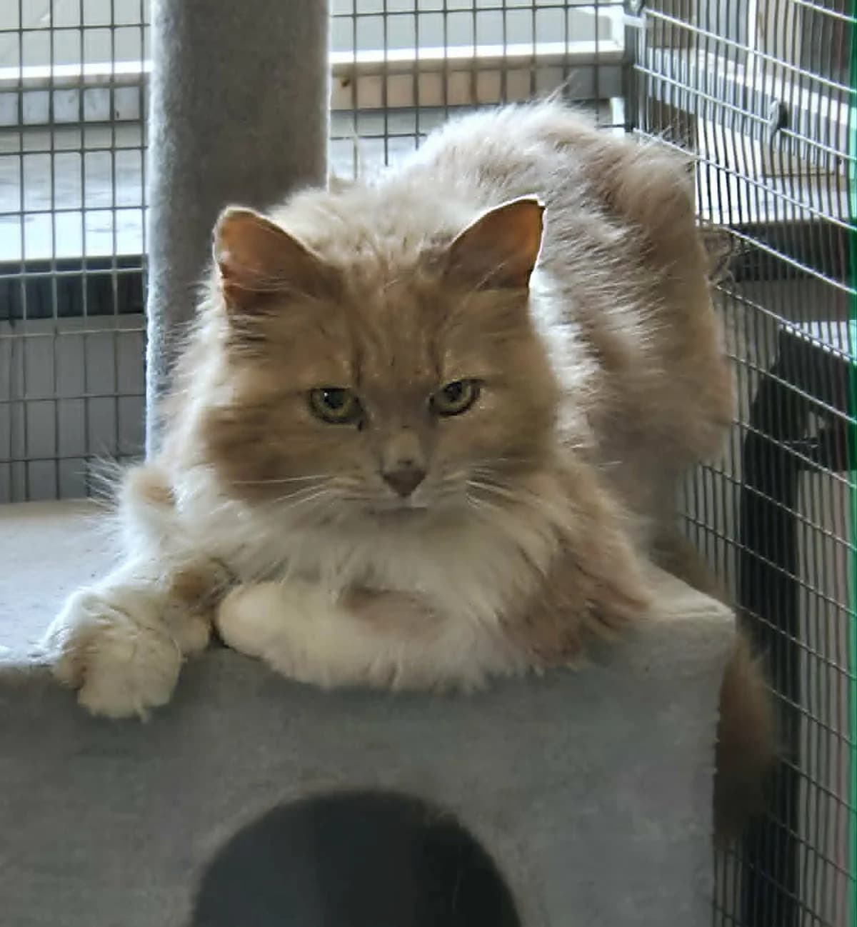 Garfield, male 4yo Mixed Breed for adoption at Animals Rescue Association, Liège