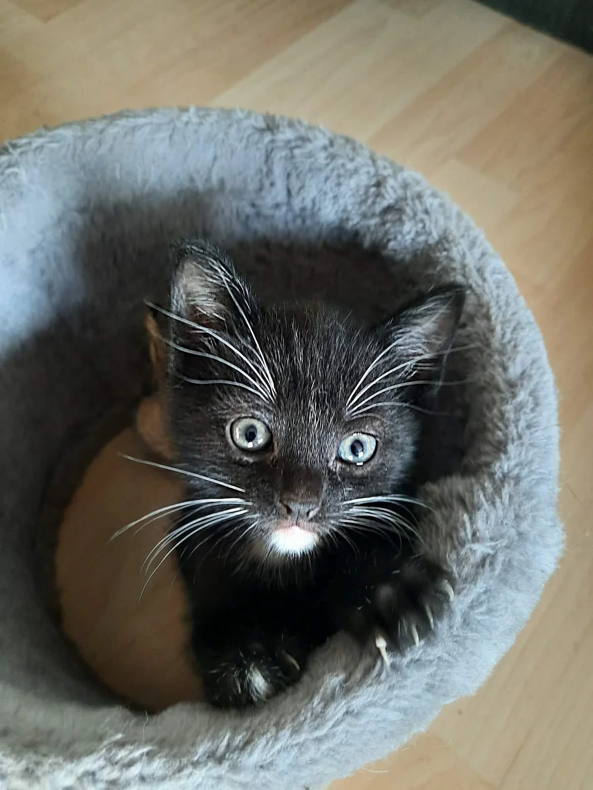 Macchiato (nous ne prenons plus de demande), male senior Mixed Breed for adoption at Animals Rescue Association, Liège