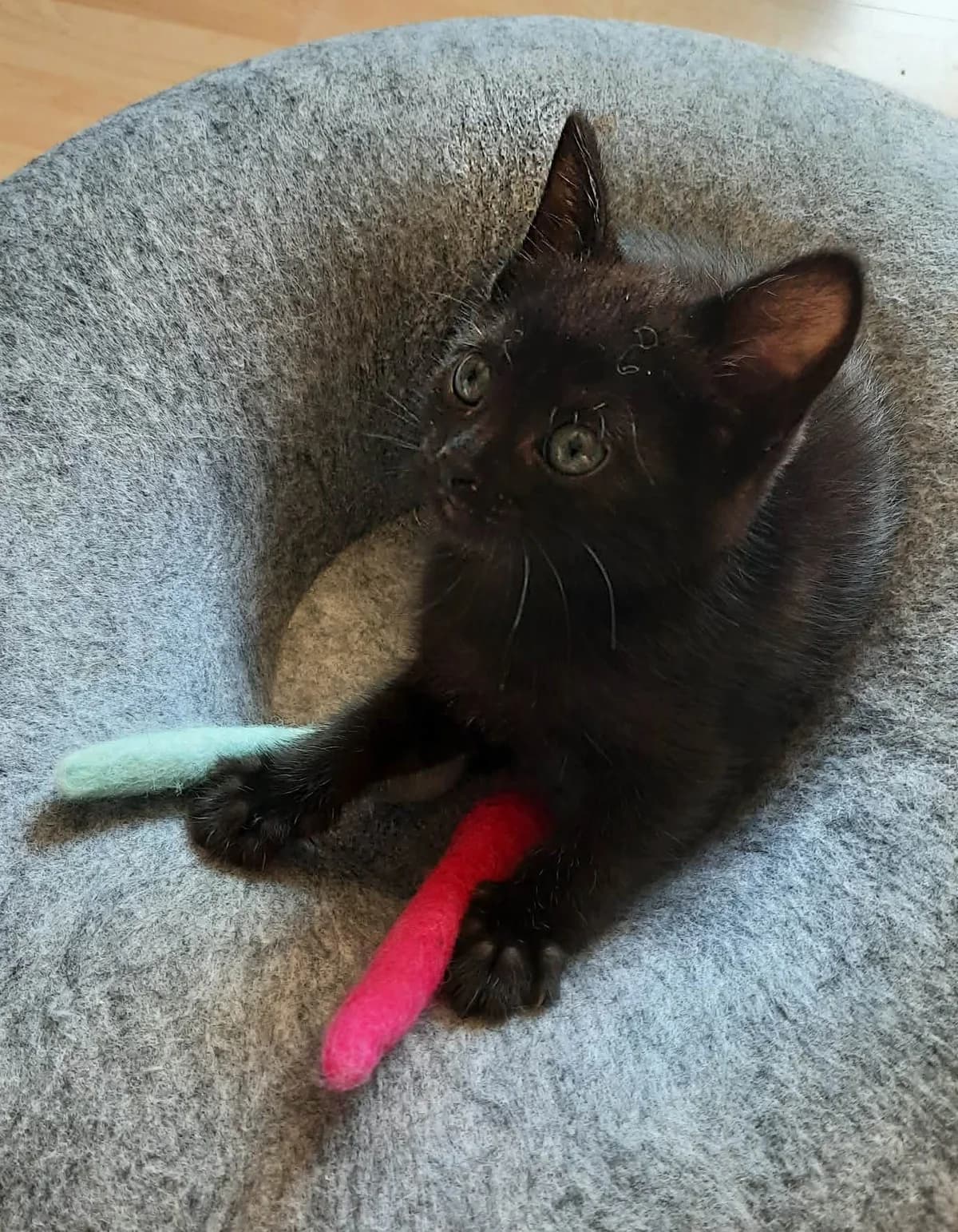 Arabica, male senior Mixed Breed for adoption at Animals Rescue Association, Liège
