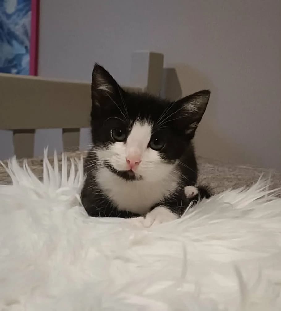 Willow (frère de Sadie, Shadow, Celestin), male puppy Mixed Breed for adoption at Animals Rescue Association, Liège