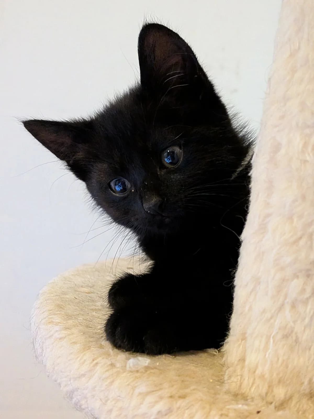 Saphyr (Frère d&rsquo, male puppy Mixed Breed for adoption at Animals Rescue Association, Liège