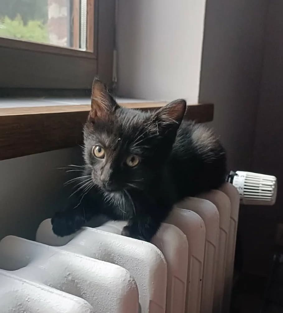 Shadow (frère de Sadie, Willow, Celestin), male puppy Mixed Breed for adoption at Animals Rescue Association, Liège