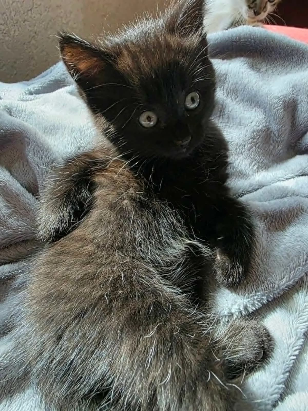 Clio (Soeur de Piston et de Cliquet), female puppy Mixed Breed for adoption at Animals Rescue Association, Liège