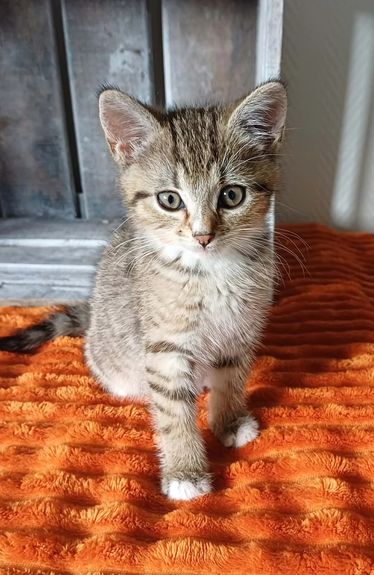 Tismi (soeur de Kenza et Lilou), female puppy Mixed Breed for adoption at Animals Rescue Association, Liège