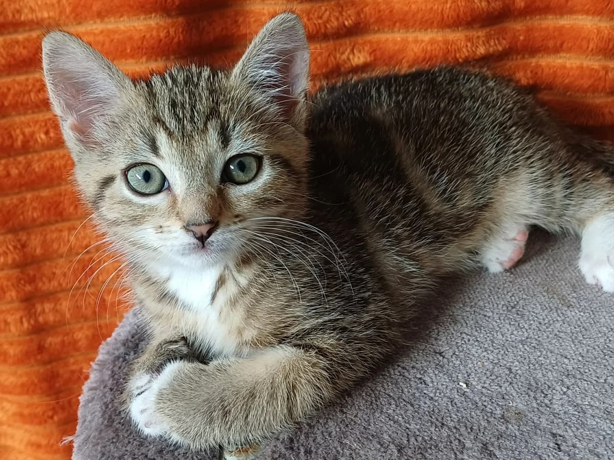 Lilou (soeur de Timsi et Kenza), female puppy Mixed Breed for adoption at Animals Rescue Association, Liège