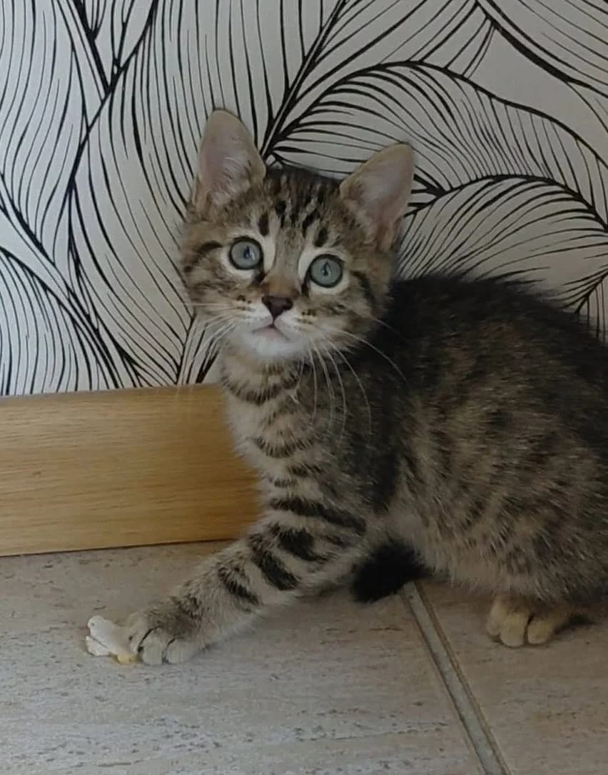 Nestor ( Frère de Sony et Sally), male puppy Mixed Breed for adoption at Animals Rescue Association, Liège