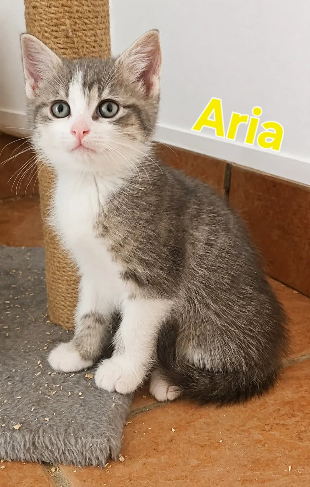 Aria (nous ne prenons plus de demande), female puppy Mixed Breed for adoption at Animals Rescue Association, Liège