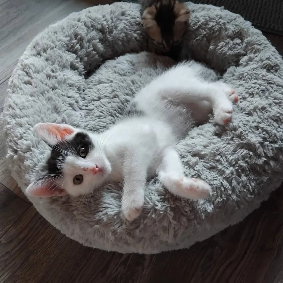 Domino(nous ne prenons plus de demande), male senior Mixed Breed for adoption at Animals Rescue Association, Liège