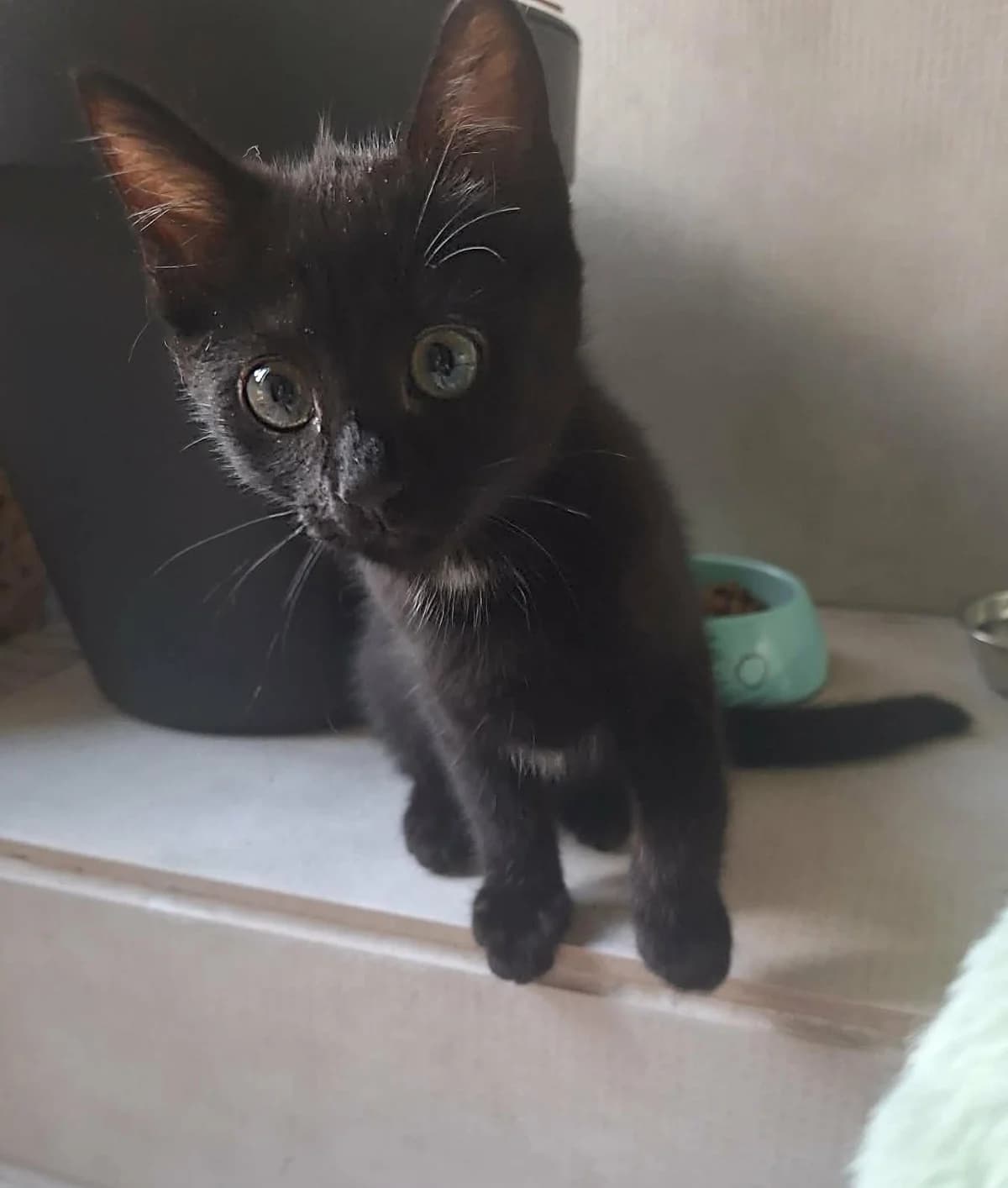 Bandit (soeur de Abby), male puppy Mixed Breed for adoption at Animals Rescue Association, Liège