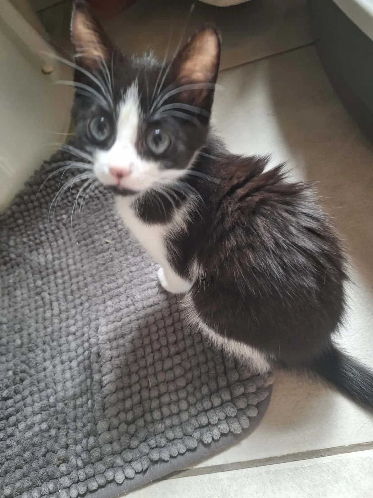 Abby (Nous ne prenons plus de demande), female puppy Mixed Breed for adoption at Animals Rescue Association, Liège