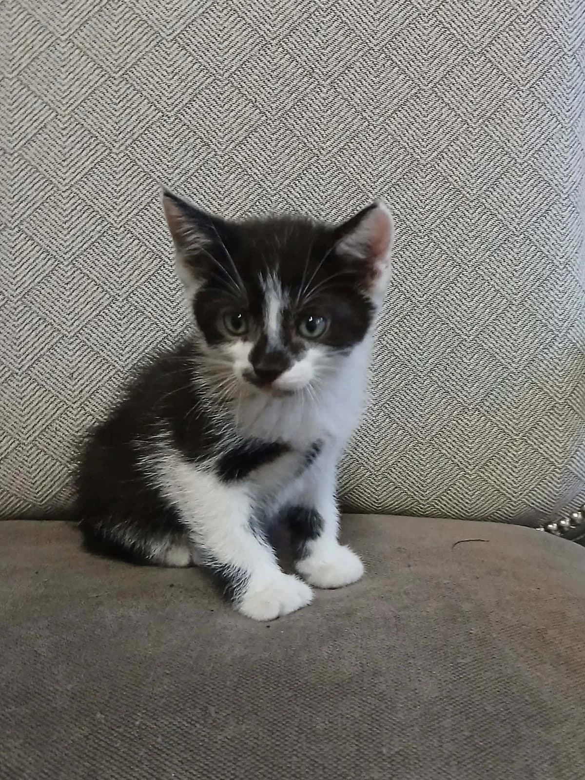 Curry (frère de Pepper et Cumin), male senior Mixed Breed for adoption at Animals Rescue Association, Liège