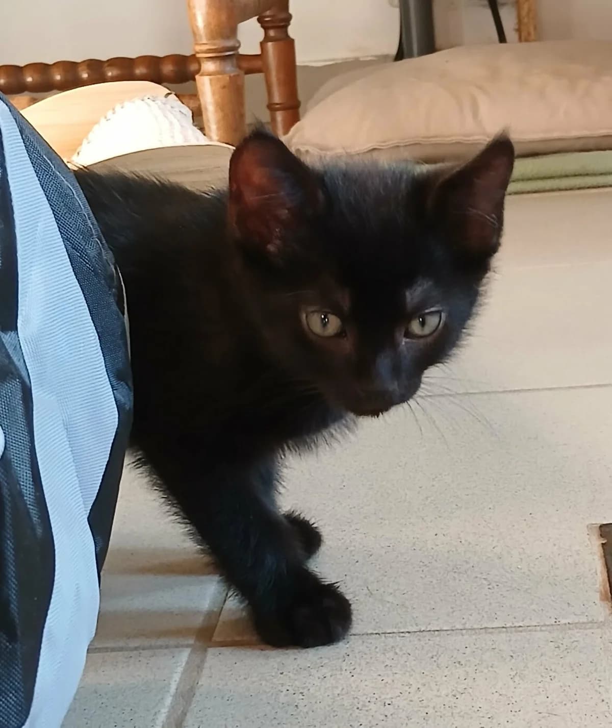 Cumin (frère de Pepper et Curry), male senior Mixed Breed for adoption at Animals Rescue Association, Liège