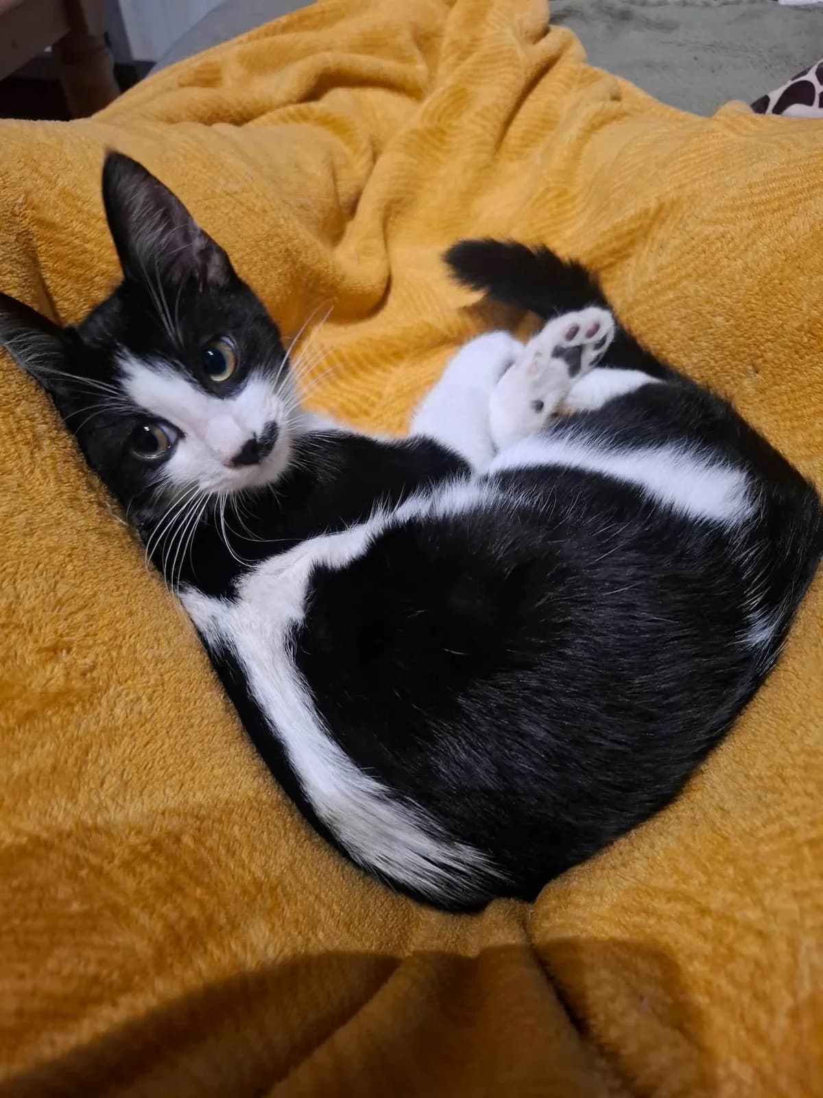 Onyx, male puppy Mixed Breed for adoption at Animals Rescue Association, Liège