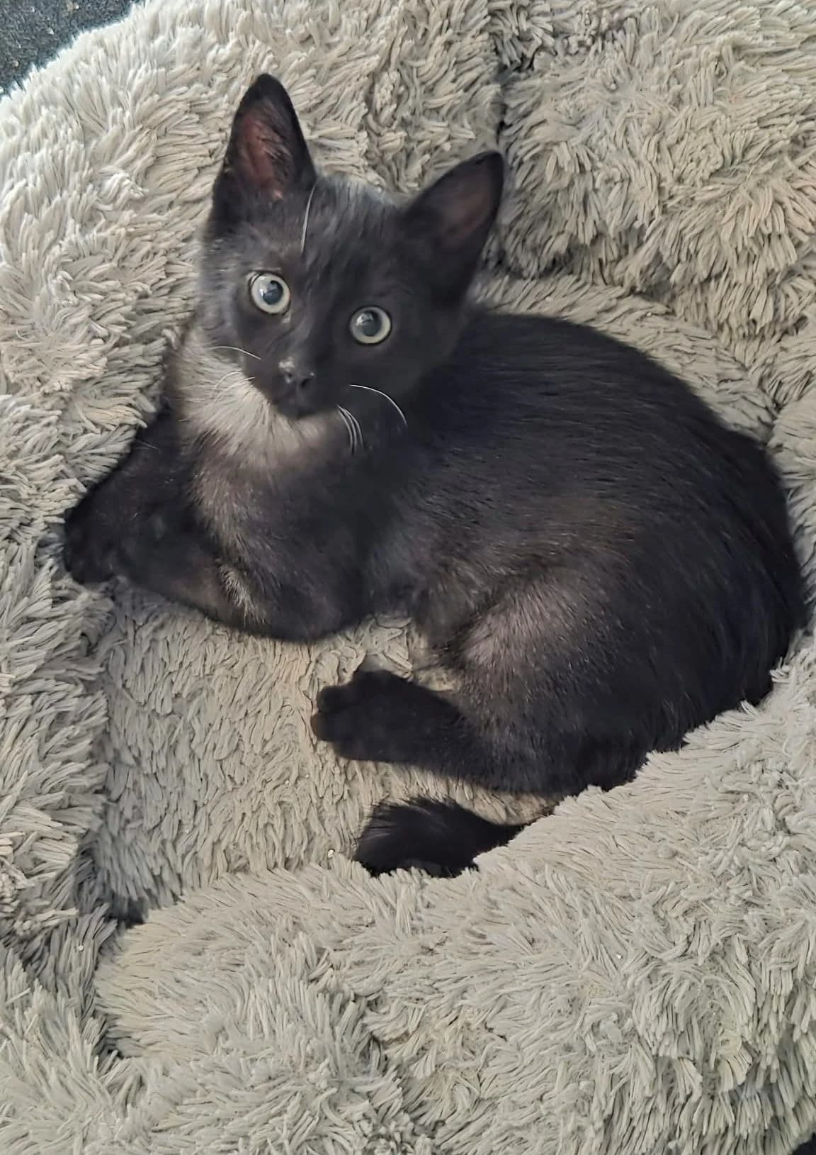 Splinter, male young Mixed Breed for adoption at Animals Rescue Association, Liège