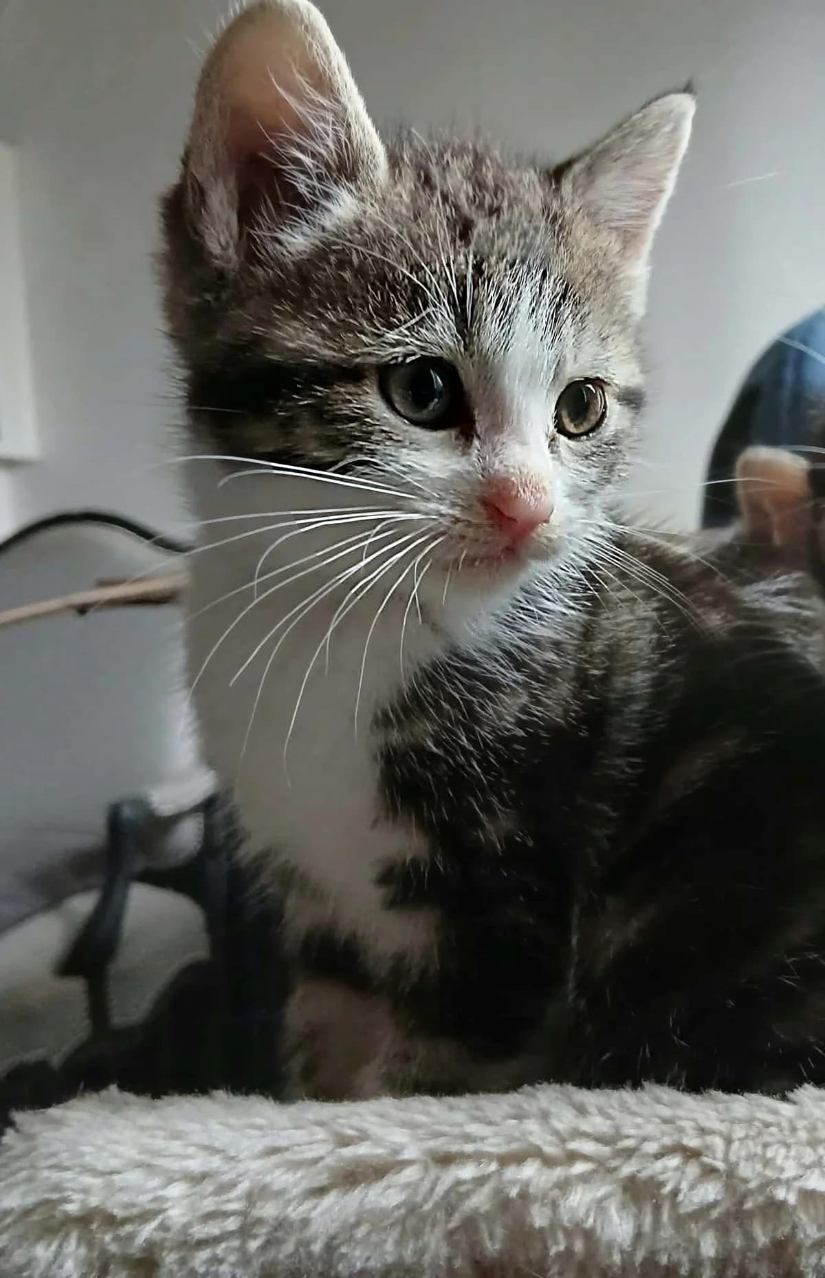 Gysmo (Nous ne prenons plus de demande), female puppy Mixed Breed for adoption at Animals Rescue Association, Liège