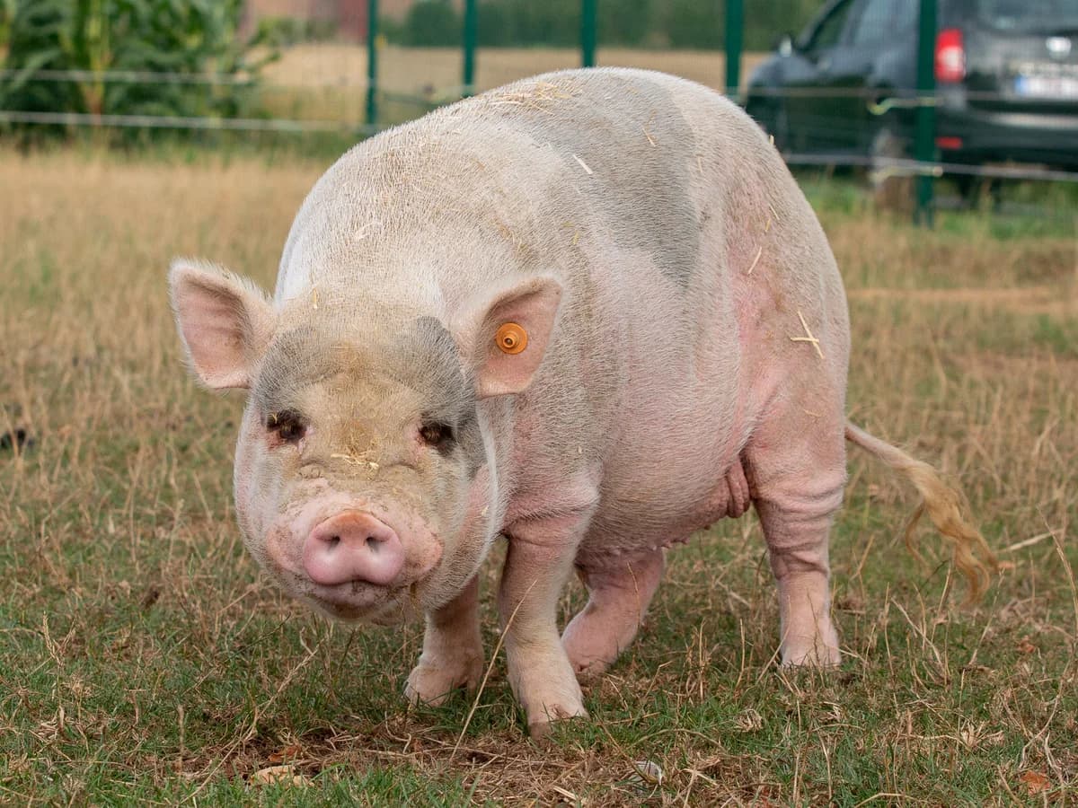 Azog, male mixed breed for adoption at Animaux en Péril ASBL