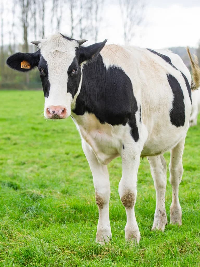 Ferdinand, male mixed breed for adoption at Animaux en Péril ASBL