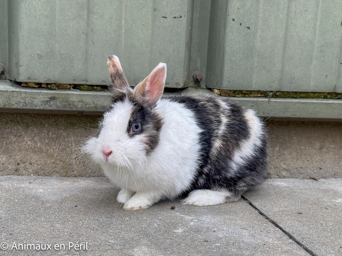 Duchesse, female young mixed breed for adoption at Animaux en Péril ASBL