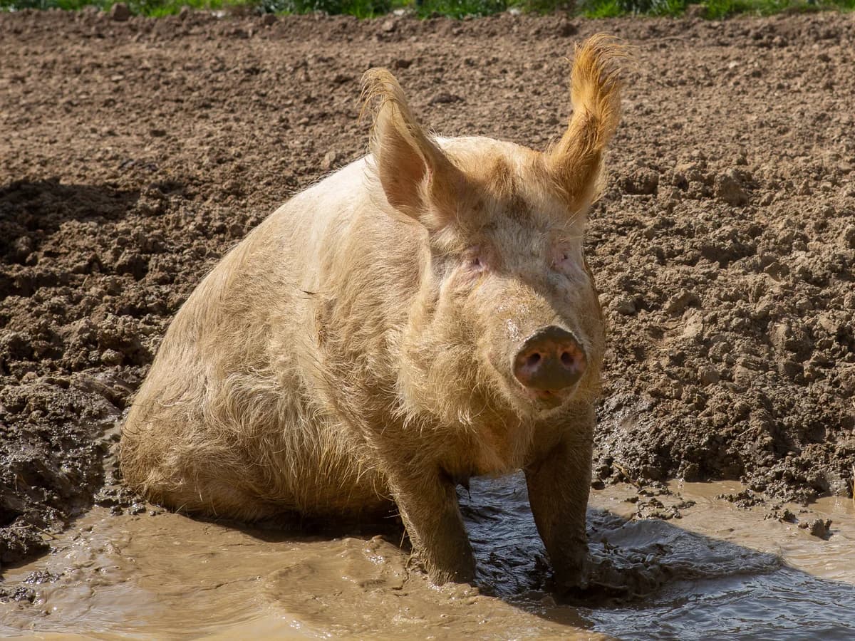 Baccara, female mixed breed for adoption at Animaux en Péril ASBL