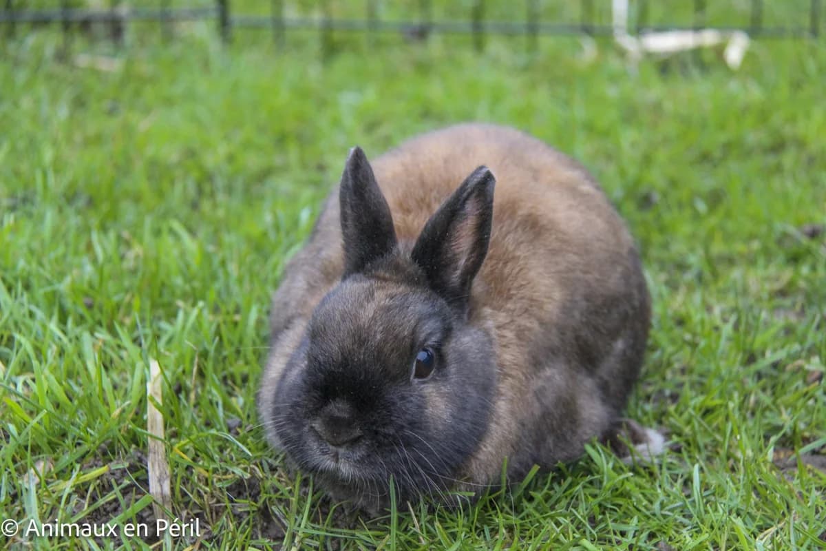 Chocolatine, female young mixed breed for adoption at Animaux en Péril ASBL
