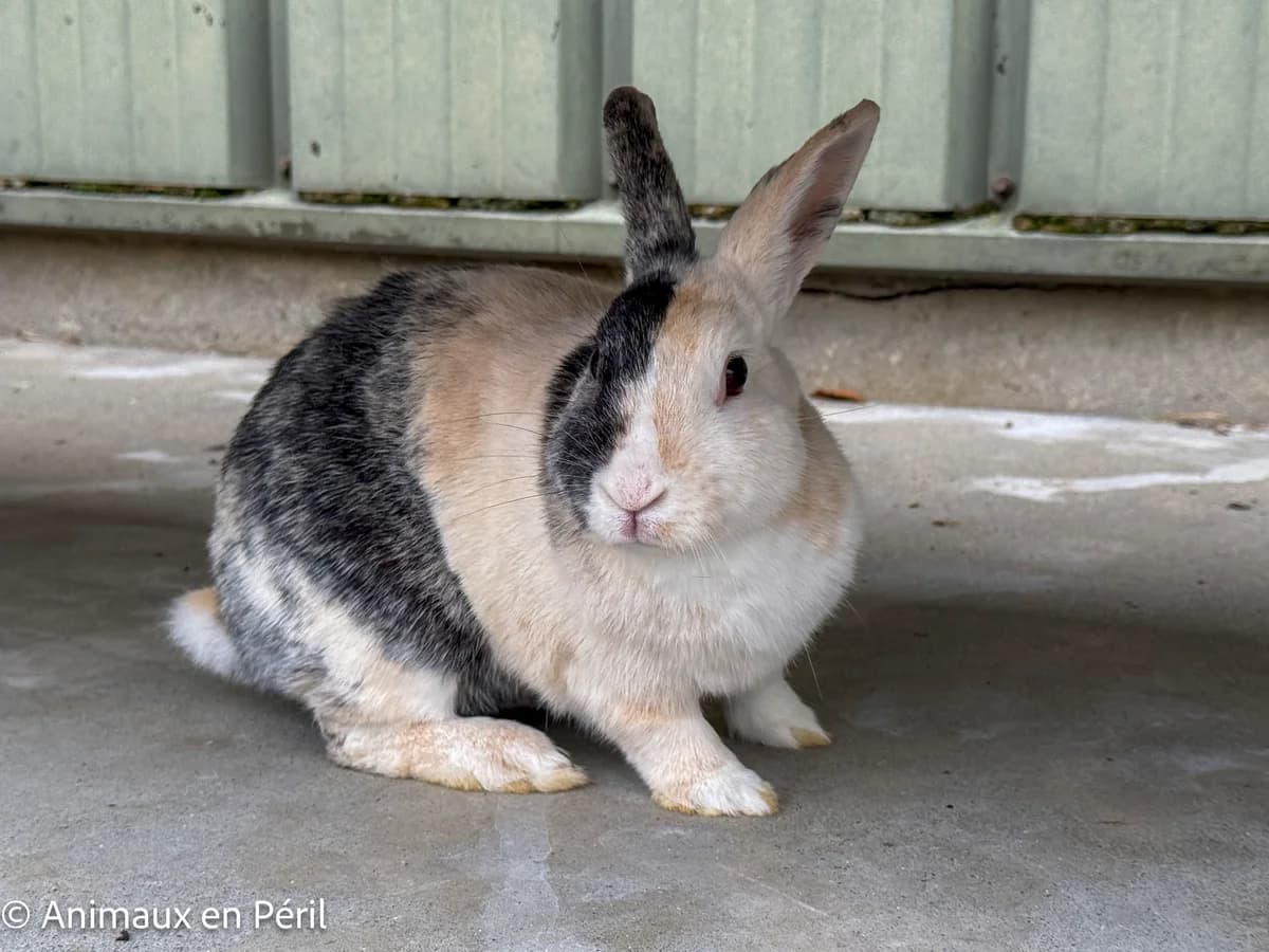 Clochette, female young mixed breed for adoption at Animaux en Péril ASBL