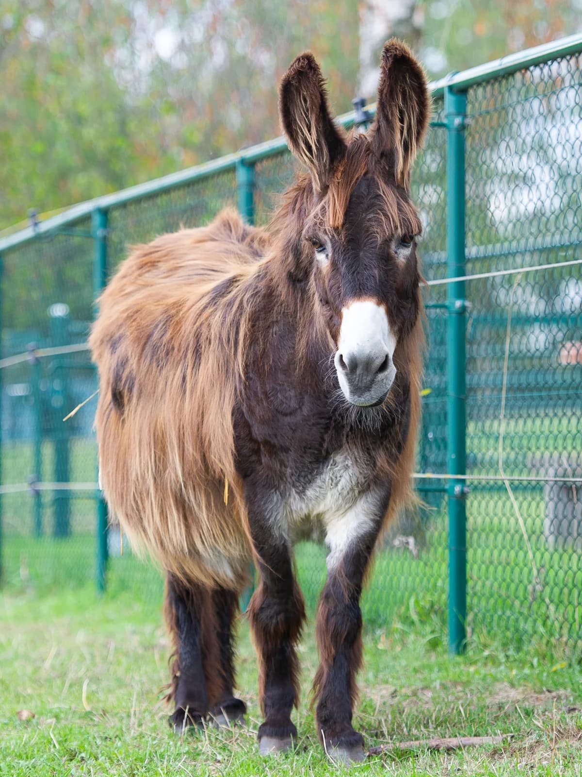 Rapsodie, female mixed breed for adoption at Animaux en Péril ASBL