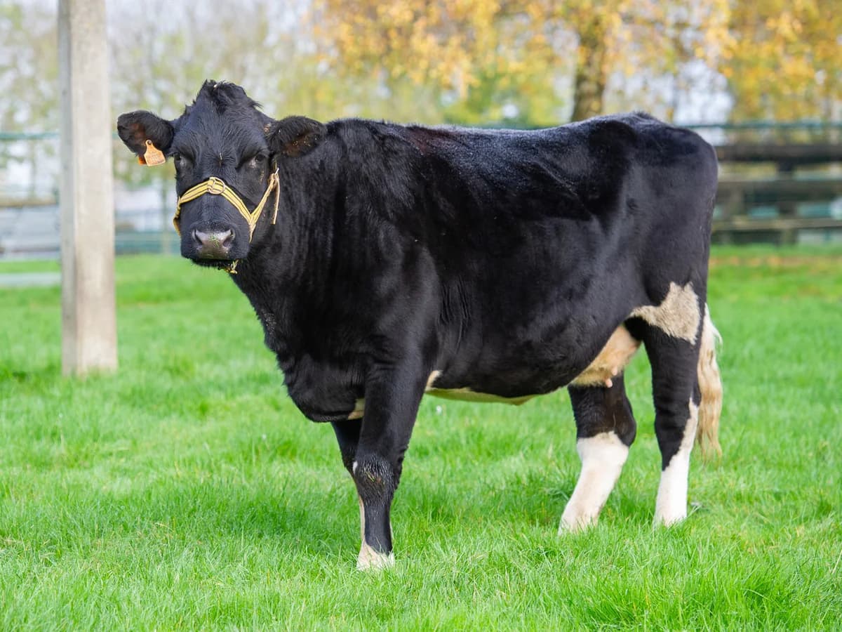 Chloé, female mixed breed for adoption at Animaux en Péril ASBL